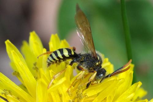 Nomada goodeniana
